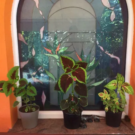 Vila Galeria Pestani Apartment Ohrid